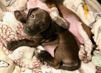 Ami -  Dachshund Dog for Adoption in Mechanicsburg, Pennsylvania - Ami | PetCurious