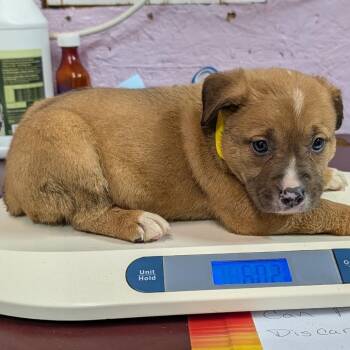 Sawyer -  Mixed Breed Dog for Adoption in Jefferson City, Tennessee - Sawyer | PetCurious