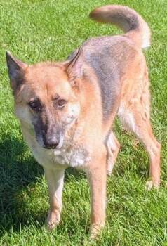 SHEP -  German Shepherd Dog Dog for Adoption in Akron, Ohio - SHEP | PetCurious