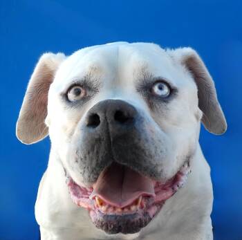 American Bulldog Dogs Available for Adoption in Pasadena, California - ZOE | PetCurious