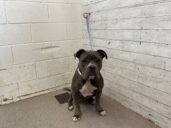 Rescue Pit Bull Terrier and Mixed Breed Dogs for Adoption in San Bernardino, California - DOLLY | PetCurious