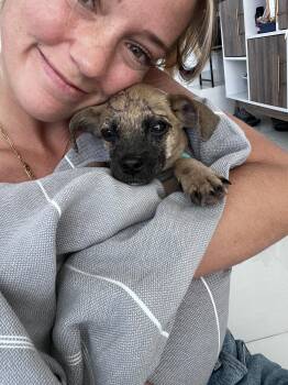 Chihuahua and Beagle Dogs Available for Adoption in Carolina, Carolina - Bunny - Sweet As Honey | PetCurious