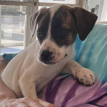 Mixed Breed Dogs Available for Adoption in Olathe, Kansas - Rory | PetCurious