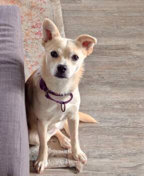 Feather -  Corgi and Chihuahua Dog for Adoption in Palo Alto, California - Feather | PetCurious