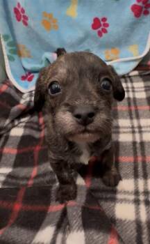 Terrier Dogs Available for Adoption in Redlands, California - JOLENE | PetCurious