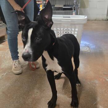 Lance D26-144 -  Pit Bull Terrier Dog for Adoption in Lebanon, Tennessee - Lance D26-144 | PetCurious