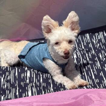 Maltese and Yorkshire Terrier Dogs Available for Adoption in Woodinville, Washington - Leo | PetCurious