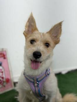 Billy Willy-One of our Amazing Rescue Dogs -  Schnauzer and Wire Fox Terrier Dog for Adoption in Carlsbad, California - Billy Willy-One Of Our Amazing Rescue Dogs | PetCurious
