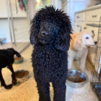 Standard Poodle Dogs Available for Adoption - Caviar | PetCurious