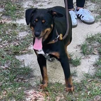Australian Cattle Dog Blue Heeler Dogs Available for Adoption in Grand Bay, Alabama - Remi | PetCurious