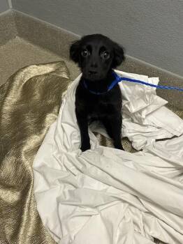 MEGALODON -  Chihuahua and Mixed Breed Dog for Adoption in Las Vegas, Nevada - MEGALODON | PetCurious