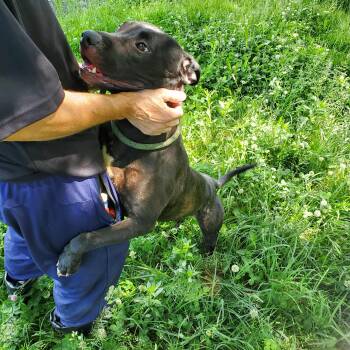 American Staffordshire Terrier Dogs Available for Adoption in Jersey City, New Jersey - Aurelia | PetCurious