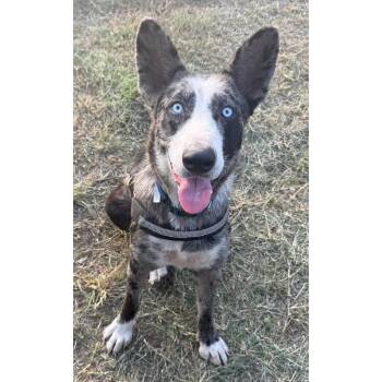 Taylor -  Australian Shepherd and Australian Cattle Dog Blue Heeler Dog for Adoption in Boulder, Colorado - Taylor | PetCurious