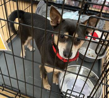 Toto -  Chiweenie Dog for Adoption in Washington, Pennsylvania - Toto | PetCurious