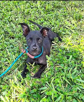 Teeny (TX) -  Terrier Dog for Adoption in New York, New York - Teeny (TX) | PetCurious