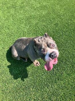 Besha -  American Bulldog and Mixed Breed Dog for Adoption in Jackson, Tennessee - Besha | PetCurious