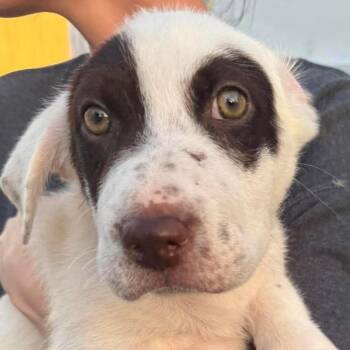 Coleslaw -  Mixed Breed Dog for Adoption in Rockville, Maryland - Coleslaw | PetCurious