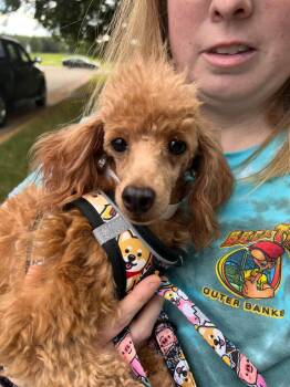 Hazel -  Miniature Poodle Dog for Adoption in Williamsburg, Virginia - Hazel | PetCurious