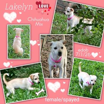Lakelyn BR14553-T -  Chihuahua Dog for Adoption in Missouri City, Texas - Lakelyn BR14553-T | PetCurious