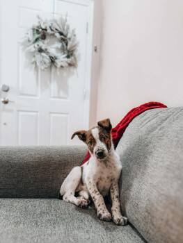 Australian Cattle Dog Blue Heeler Dogs Available for Adoption - Hamilet | PetCurious