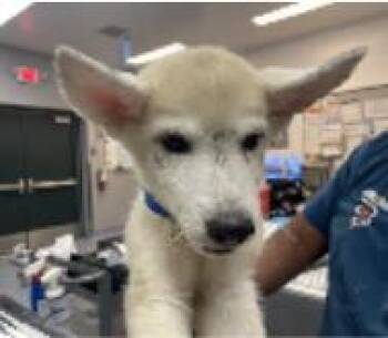 Kai -  Mixed Breed Dog for Adoption in West Chester, Pennsylvania - Kai | PetCurious