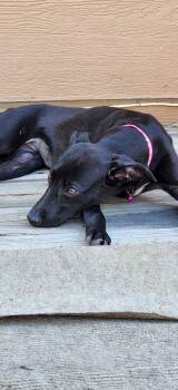 Danica -  Whippet Dog for Adoption in Colorado Springs, Colorado - Danica | PetCurious