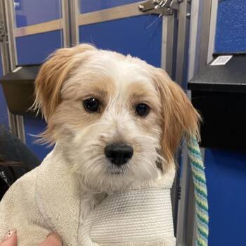 Popcorn -  Mixed Breed Dog for Adoption in Murray, Utah - Popcorn | PetCurious