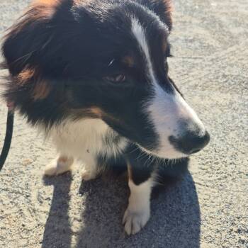 Rescue Collie Dogs for Adoption in Montgomery, Alabama - Sadie | PetCurious