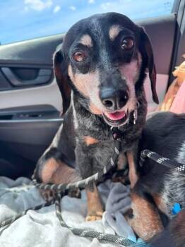 Belle -  Beagle Dog for Adoption in Kent, Washington - Belle | PetCurious