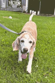 Bailey -  Beagle Dog for Adoption in West Decatur, Pennsylvania - Bailey | PetCurious