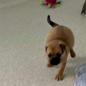 Merlhaggard 5567 -  Mixed Breed Dog for Adoption in Loxahatchee Groves, Florida - Merlhaggard 5567 | PetCurious