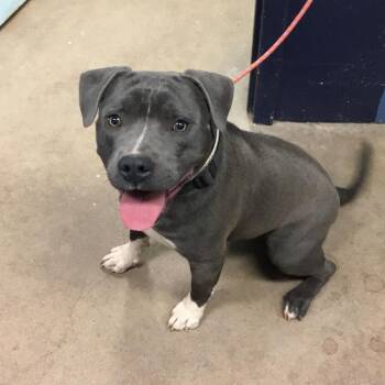 Hippo -  Pit Bull Terrier Dog Available for Adoption in Abilene, Texas - Hippo | PetCurious