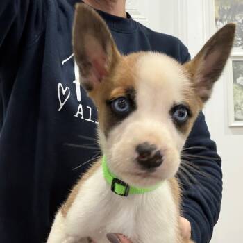 Rescue Boxer and Mixed Breed Dogs for Adoption in Sacramento, California - Boo | PetCurious