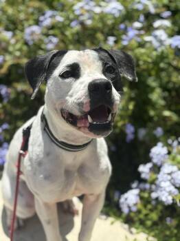 Copper -  Boxer Dog for Adoption in Mettawa, Illinois - Copper | PetCurious