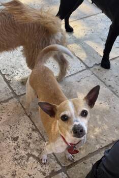 Rescue Chihuahua Dogs for Adoption in Richmond, Texas - Current Clyde | PetCurious