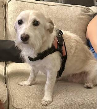 Rescue Cairn Terrier Dogs for Adoption in El Segundo, California - TINK | PetCurious