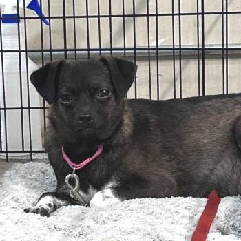 Sopaipilla -  Mixed Breed Dog for Adoption in Cheyenne, Wyoming - Sopaipilla | PetCurious