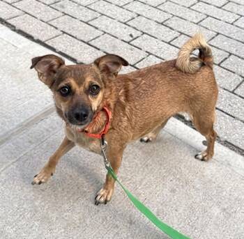 Mystic -  Chihuahua Dog for Adoption - Mystic | PetCurious
