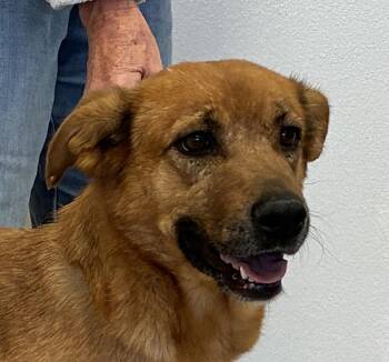 German Shepherd Dog Dogs Available for Adoption - Hinata | PetCurious