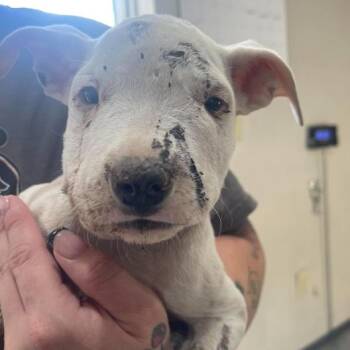 Dice -  Pit Bull Terrier and Mixed Breed Dog for Adoption in Fort Collins, Colorado - Dice | PetCurious