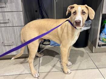 Labrador Retriever and Mixed Breed Dogs Available for Adoption - KENJI | PetCurious