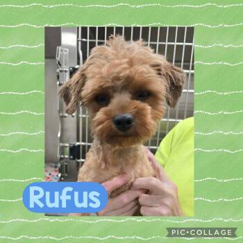 Yorkshire Terrier Dogs Available for Adoption in Ringwood, New Jersey - Rufus | PetCurious