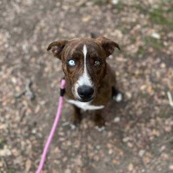 Chocolate Labrador Retriever and American Staffordshire Terrier Dogs Available for Adoption in Kyle, Texas - NICHOLAS | PetCurious