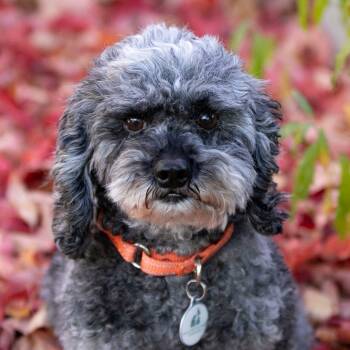 Rescue Cocker Spaniel and Poodle Dogs for Adoption in Peyton, Colorado - Florence (JY25-40) | PetCurious
