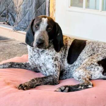 Donovan -  Bluetick Coonhound Dog for Adoption in Evergreen, Colorado - Donovan | PetCurious