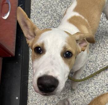 Petey -  Australian Cattle Dog Blue Heeler Dog for Adoption in Golden, Colorado - Petey | PetCurious