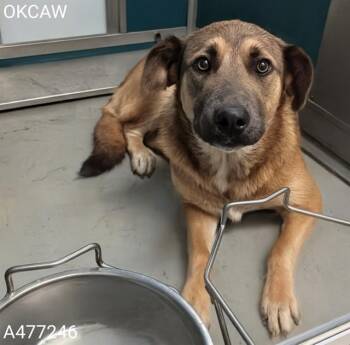 A477246 -  German Shepherd Dog and Mixed Breed Dog for Adoption in Oklahoma City, Oklahoma - A477246 | PetCurious