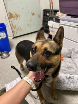 Australian Kelpie and Mixed Breed Dogs Available for Adoption - FRESCA | PetCurious