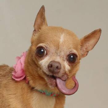 Princess D70682 -  Chihuahua Dog for Adoption in Minnetonka, Minnesota - Princess D70682 | PetCurious