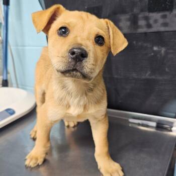 Rescue Shepherd and Husky Dogs for Adoption in Jefferson City, Tennessee - Haymitch | PetCurious